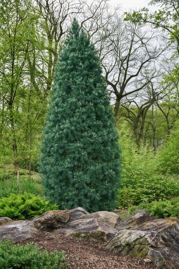 Сосна веймутова Стоу Піллар|Pinus strobus Stowe Pillar|Сосна Веймутовая Стоу Пиллар 